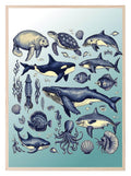 Vintage Sea Animals Print | Kids Wall Art - Larosier Prints