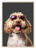 Cockapoo In Sun Glasses Dog Print | Fun Pet Lovers Wall Art - Larosier Prints