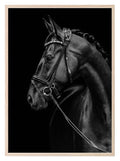 Horse Print | Black beauty Wall Art - Larosier Prints