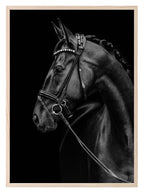 Horse Print | Black beauty Wall Art - Larosier Prints