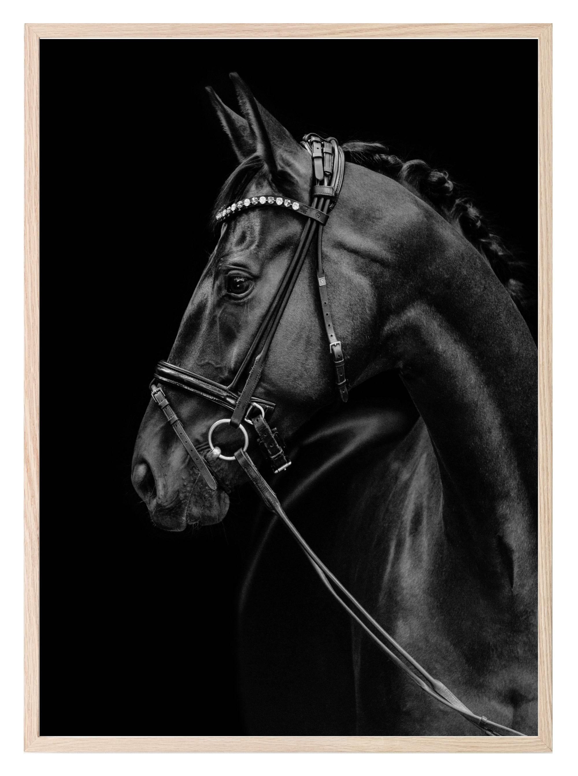 Horse Print | Black beauty Wall Art - Larosier Prints