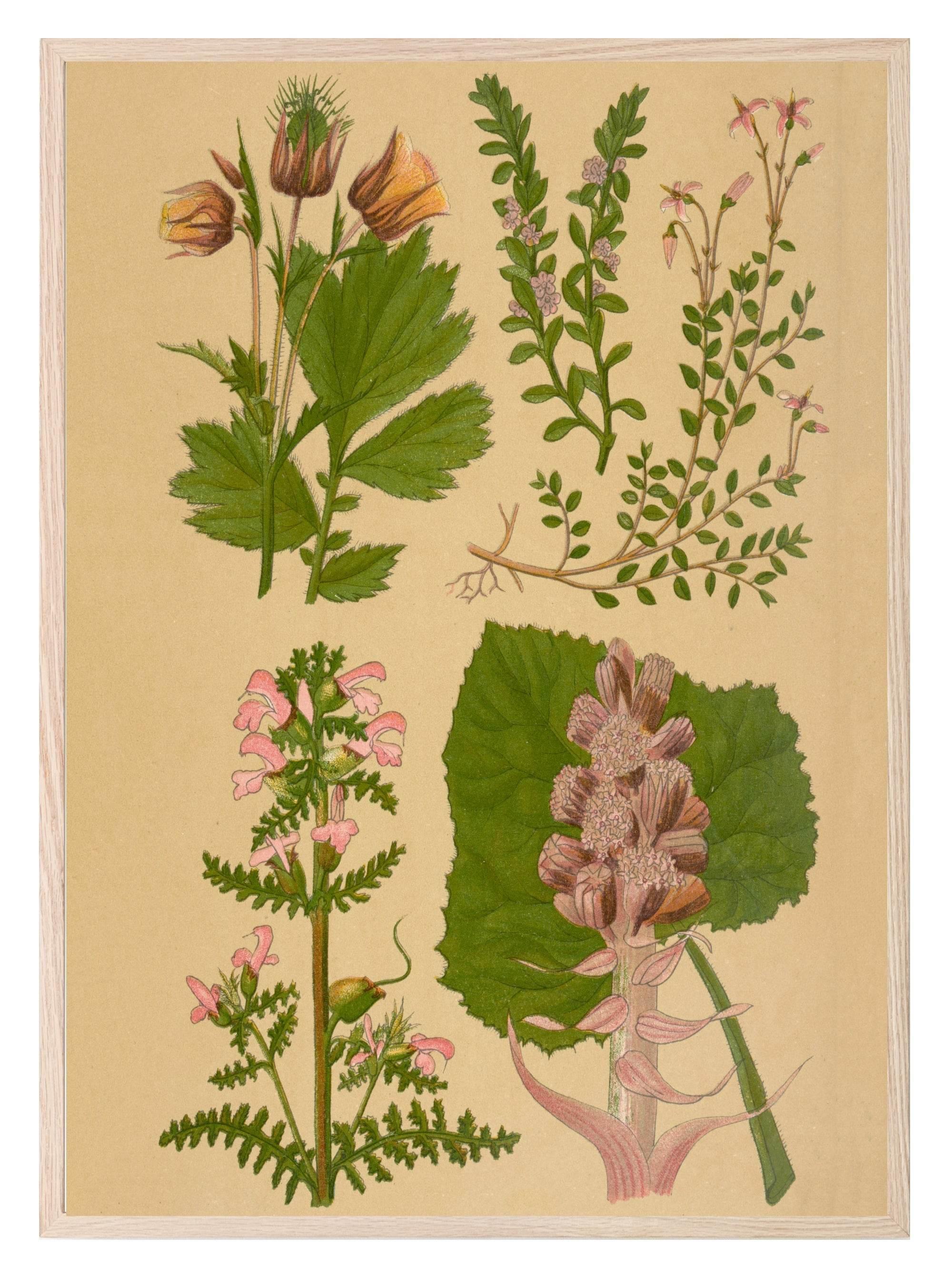 Vintage Spring Prints | Floral | Spring Collection Wall Art - Larosier Prints