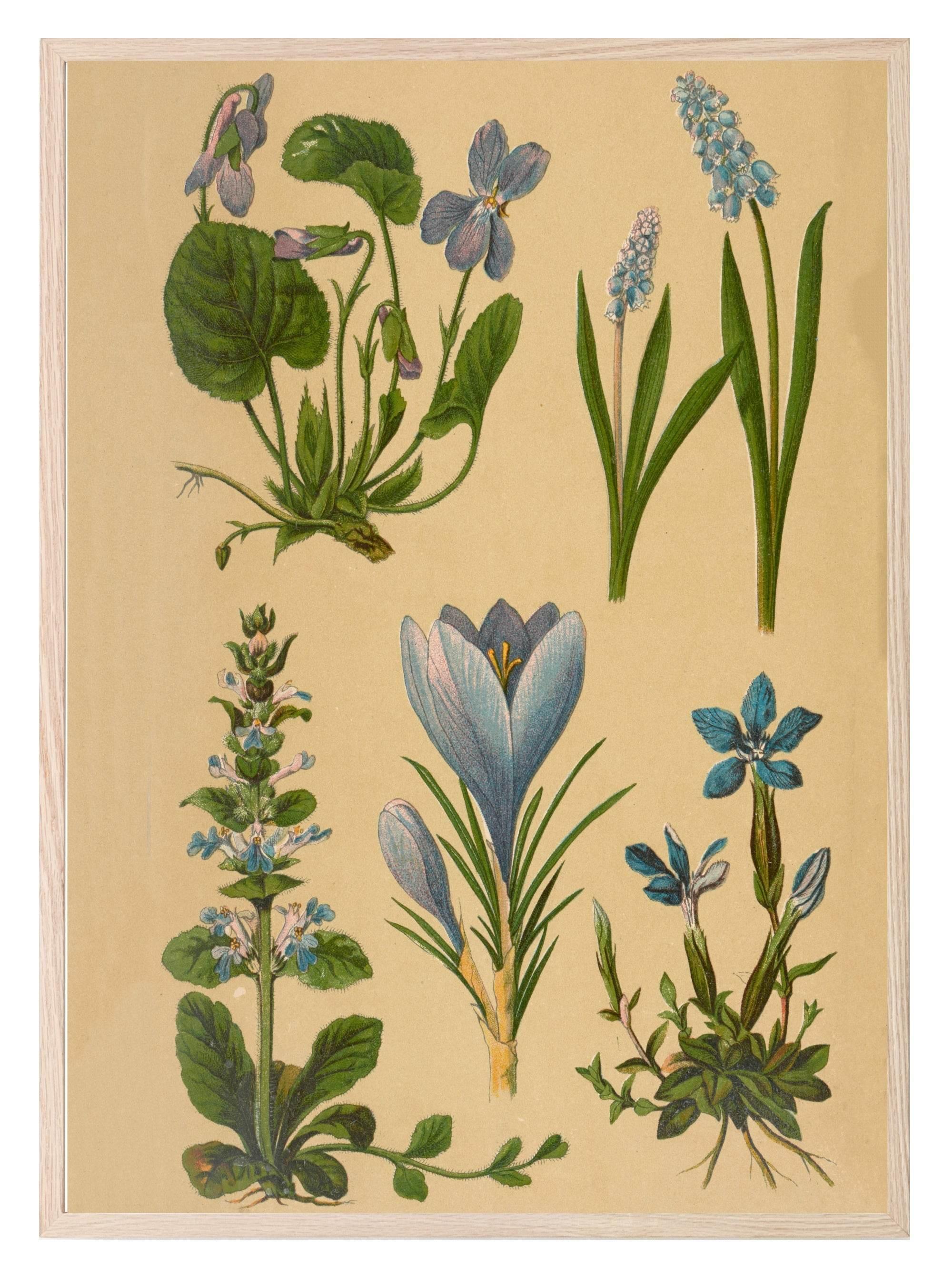 Vintage Spring Prints | Floral | Spring Collection Wall Art - Larosier Prints