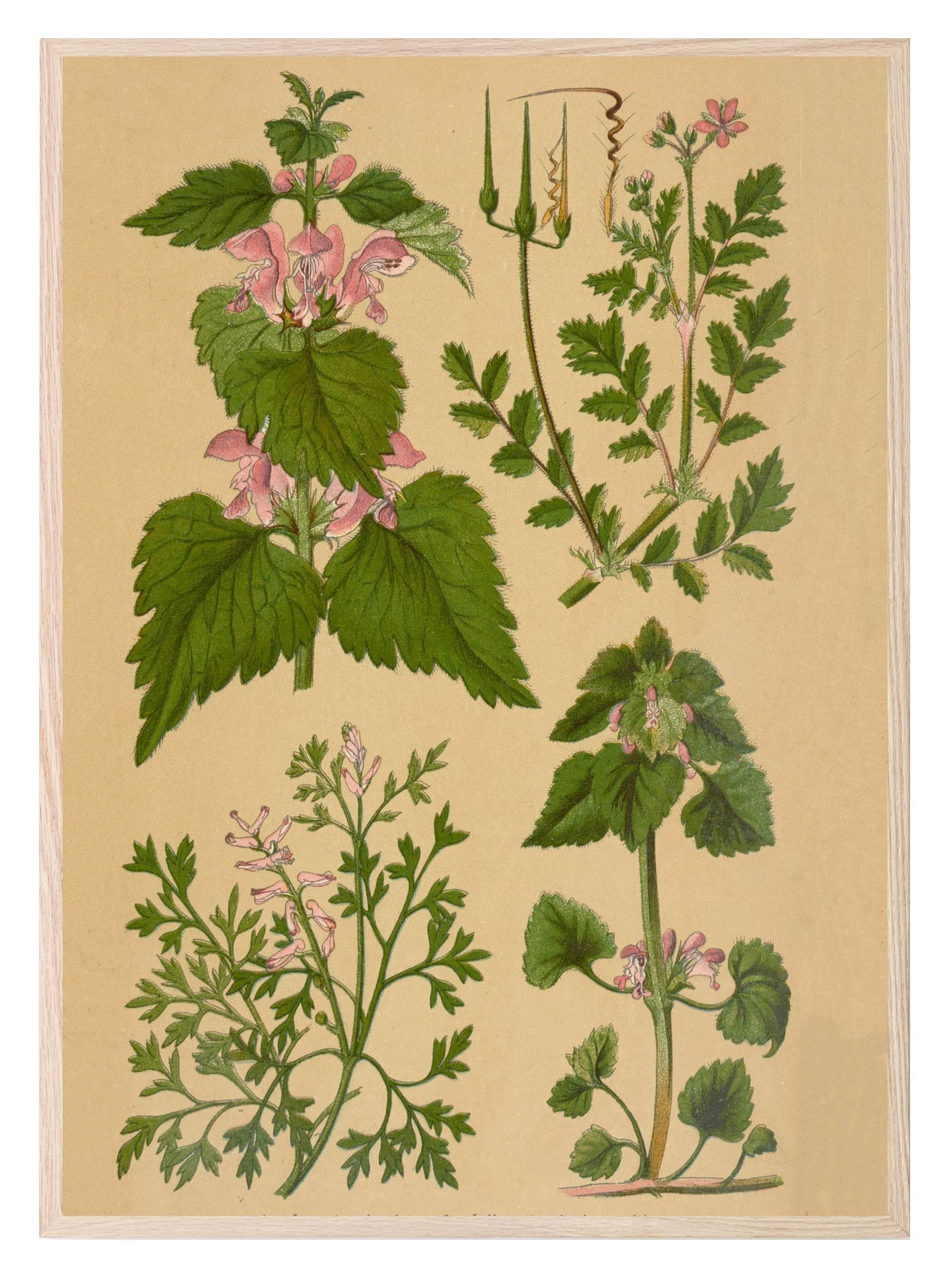 Vintage Spring Prints | Floral | Spring Collection Wall Art - Larosier Prints