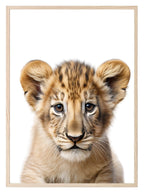 Lion Cub Wall Art Print - Larosier Prints