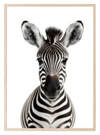 Zebra Wall Art Print - Larosier Prints
