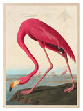 American Flamingo Print – Inspired by Audubon | Vintage Bird Wall Art - Larosier Prints