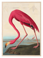 American Flamingo Print – Inspired by Audubon | Vintage Bird Wall Art - Larosier Prints