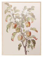 Apple Tree Print | Food & Drink Wall Art - Larosier Prints
