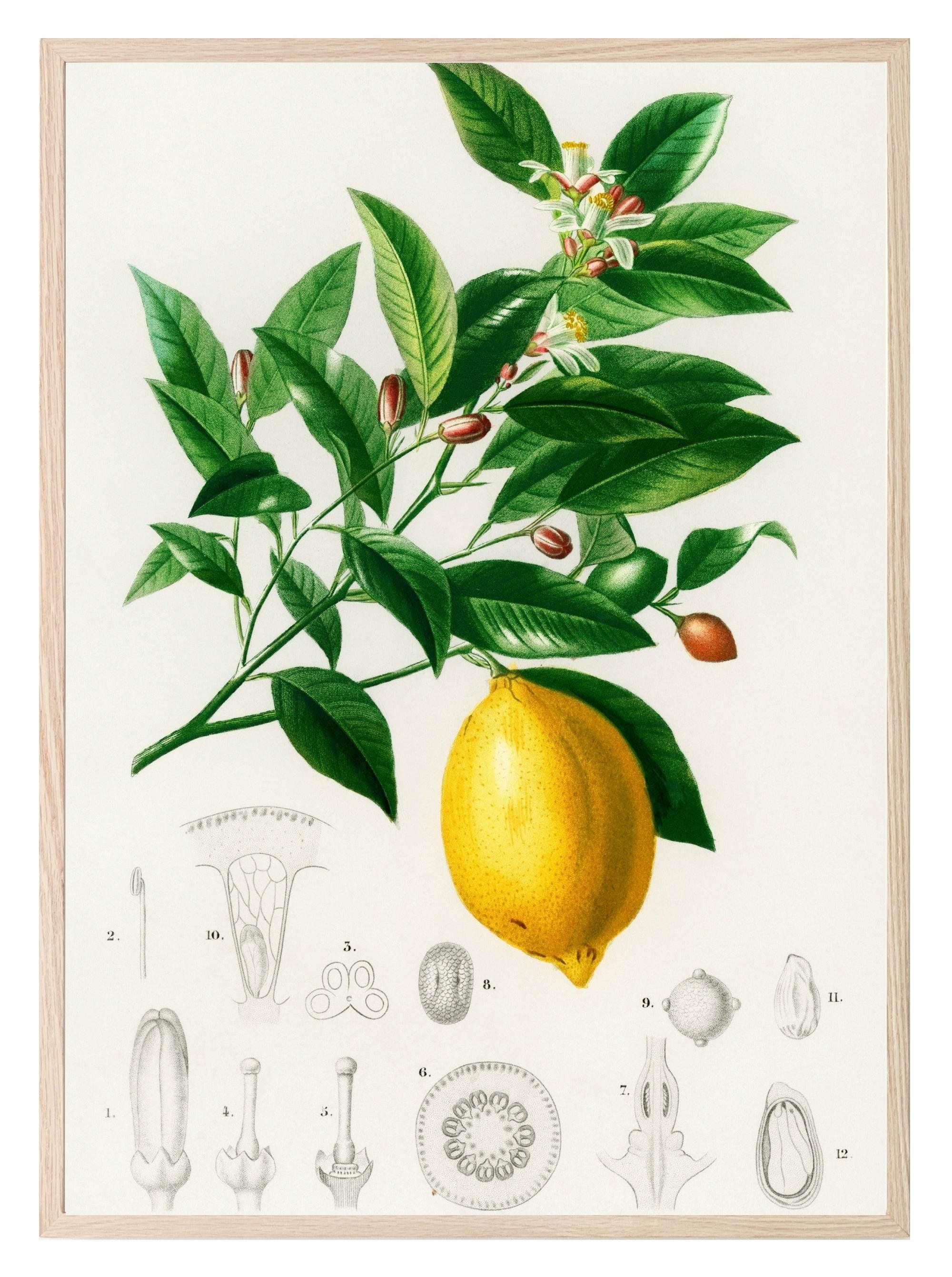 Lemon Print | Vintage Wall Art | Botanical Fruit Illustration - Larosier Prints