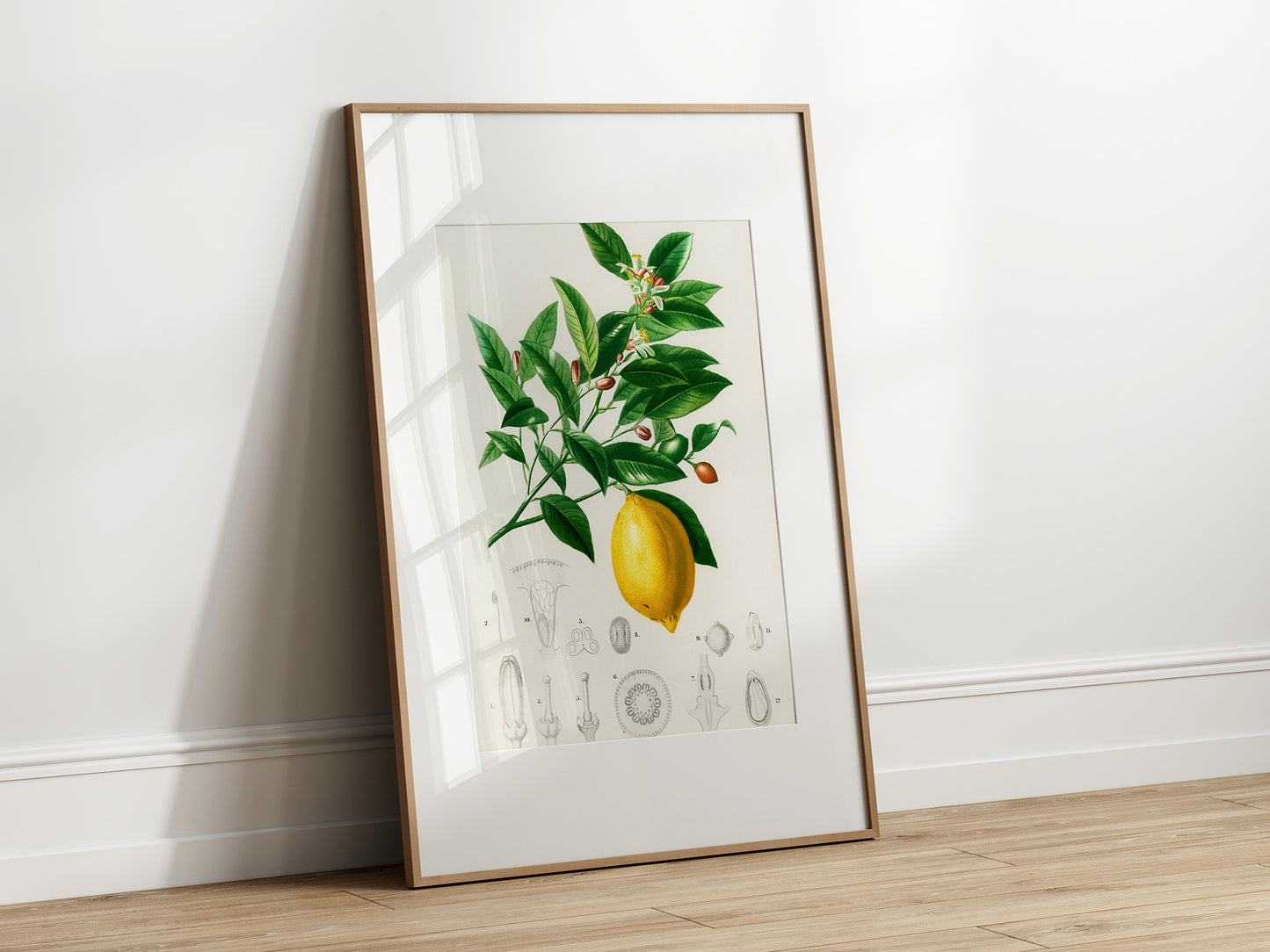 Lemon Print | Vintage Wall Art | Botanical Fruit Illustration