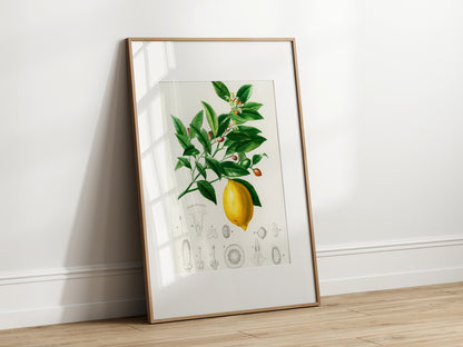 Lemon Print | Vintage Wall Art | Botanical Fruit Illustration