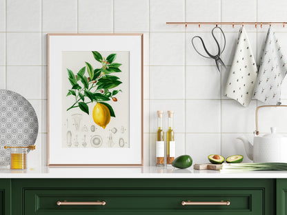 Lemon Print | Vintage Wall Art | Botanical Fruit Illustration