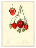Strawberries Print | Vintage Wall Art | Botanical Fruit Illustration - Larosier Prints