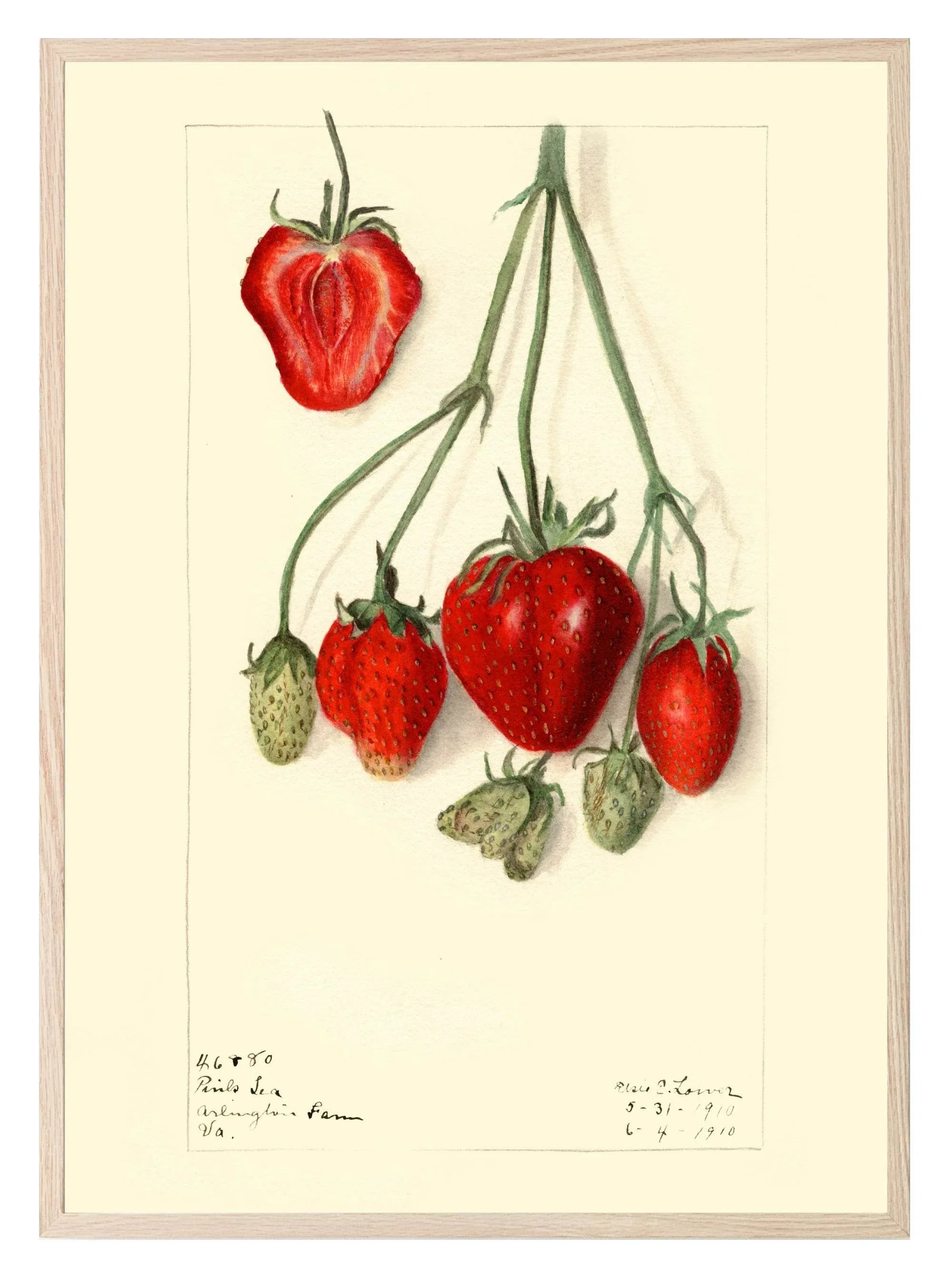 Strawberries Print | Vintage Wall Art | Botanical Fruit Illustration - Larosier Prints