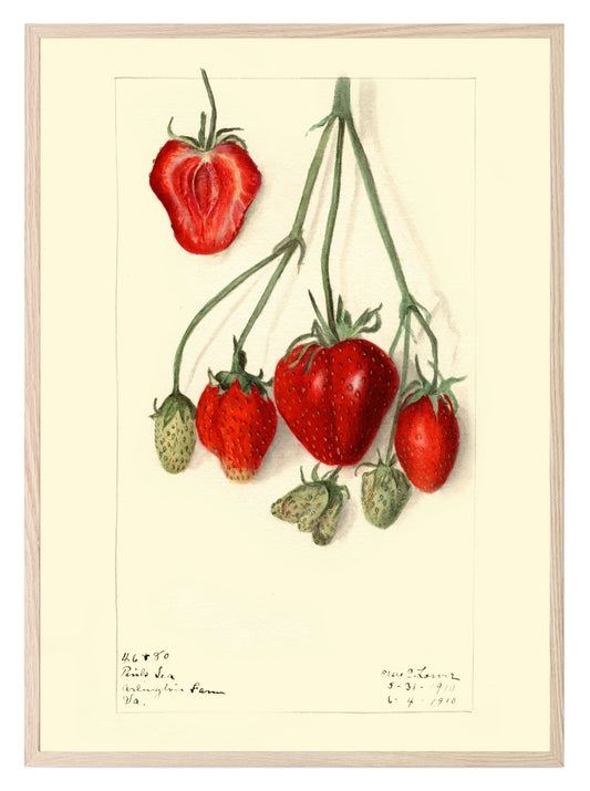 Strawberries Print | Vintage Wall Art | Botanical Fruit Illustration