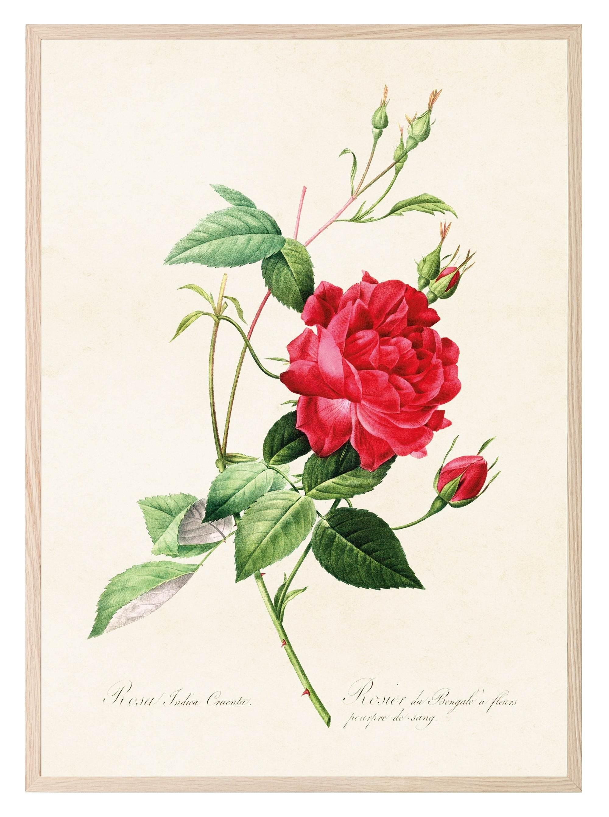 Rose Print | Vintage Wall Art | Botanical Flower Illustration - Larosier Prints