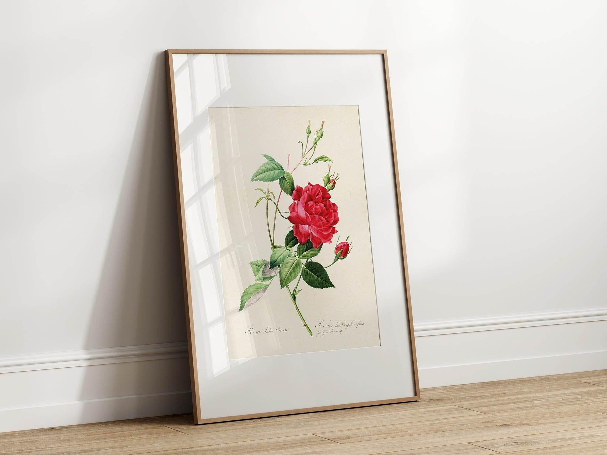 Rose Print | Vintage Wall Art | Botanical Flower Illustration - Larosier Prints