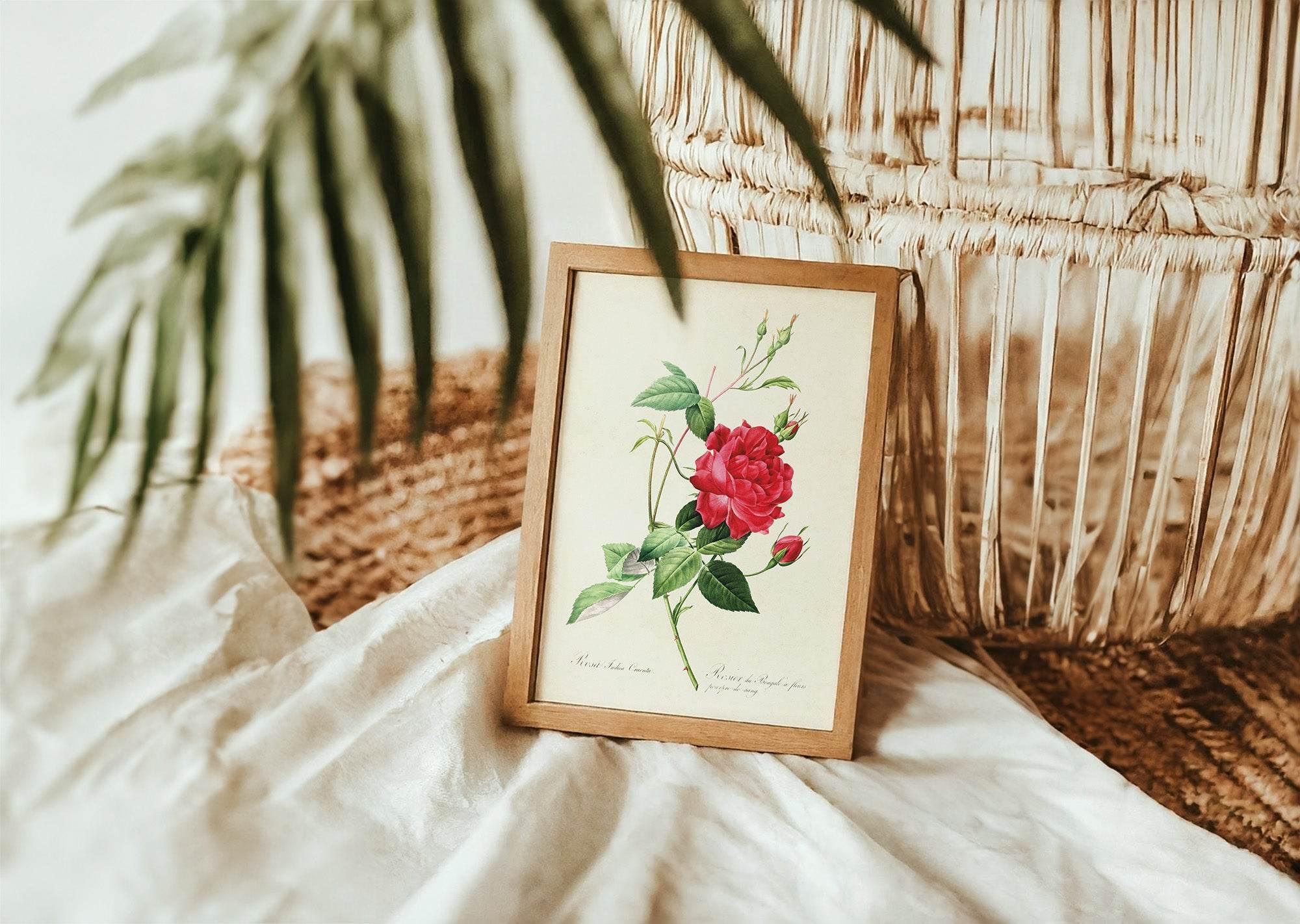 Rose Print | Vintage Wall Art | Botanical Flower Illustration - Larosier Prints