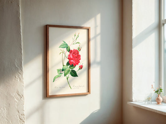 Rose Print | Vintage Wall Art | Botanical Flower Illustration