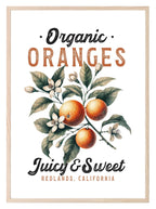 Organic Oranges Print | Juicy & Sweet | Botanical Wall Art - Larosier Prints