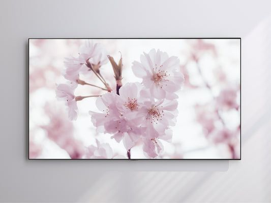 Cherry Blossom | Spring Blooming | Frame TV Art | Digital Download 4K High Resolution