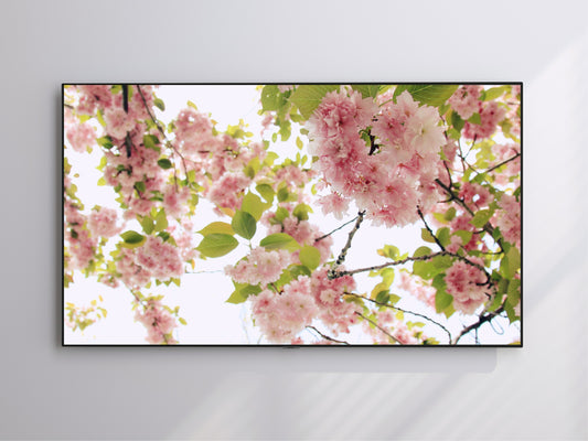 Pink Cherry Blossom | Spring Blooming | Frame TV Art | Digital Download 4K High Resolution