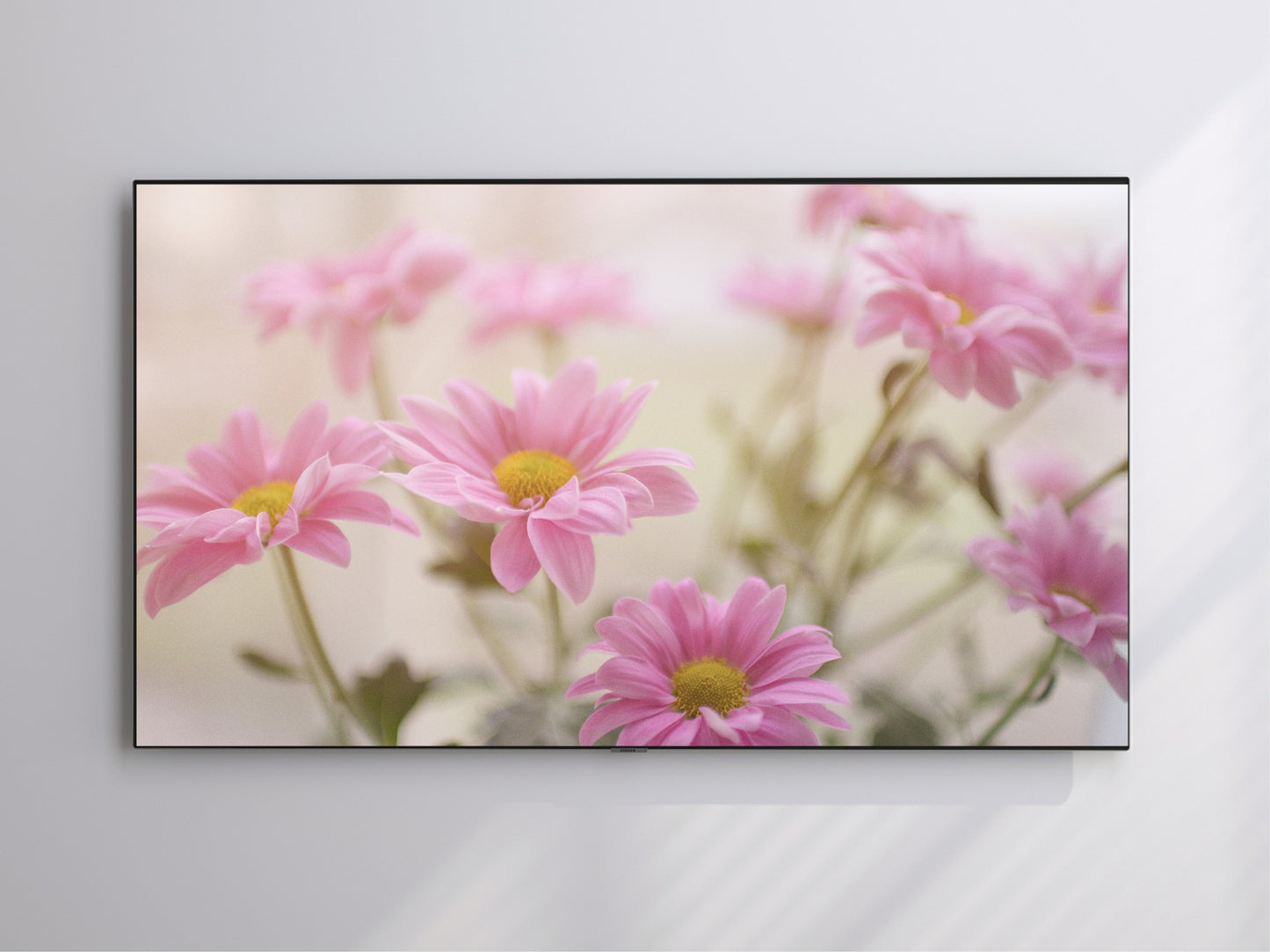 Pink Daisies | Spring Blooming | Frame TV Art | Digital Download 4K High Resolution