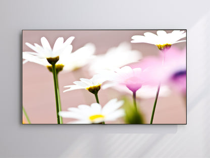 White Daisy | Spring Blooming | Frame TV Art | Digital Download 4K High Resolution