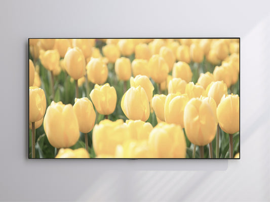 Yellow Tulip | Spring Blooming | Frame TV Art | Digital Download 4K High Resolution