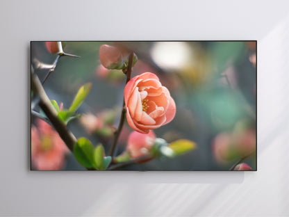 Orange Rose | Spring Blooming | Frame TV Art | Digital Download 4K High Resolution