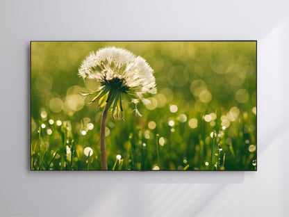 Dandelion | Spring Blooming | Frame TV Art | Digital Download 4K High Resolution