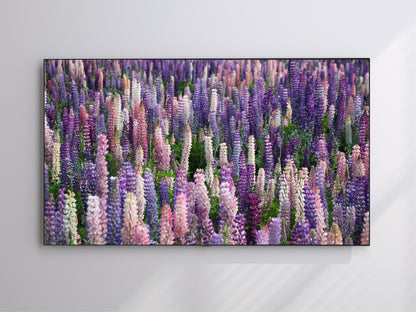 Lupine Flowers | Spring Blooming | Frame TV Art | Digital Download 4K High Resolution