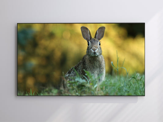 Rabbit | Spring Time | Easter | Frame TV Art | Digital Download 4K High Resolution