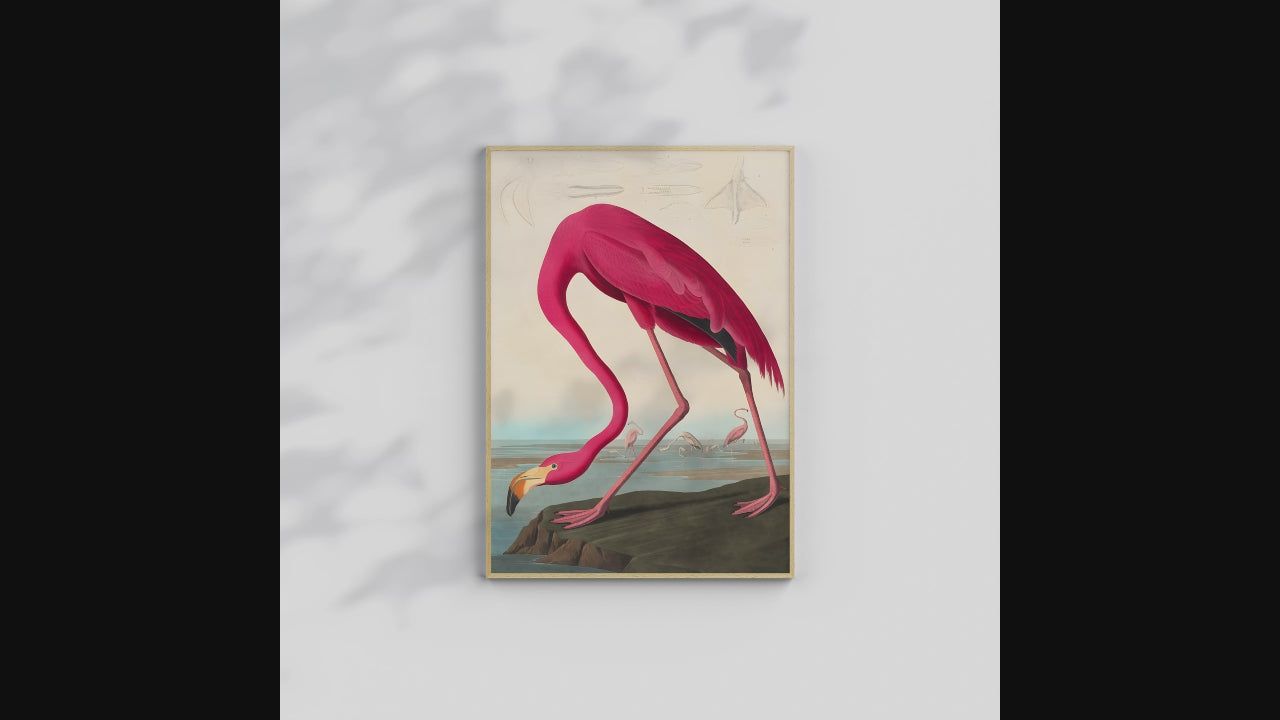 American Flamingo Print – Inspired by Audubon | Vintage Bird Wall Art