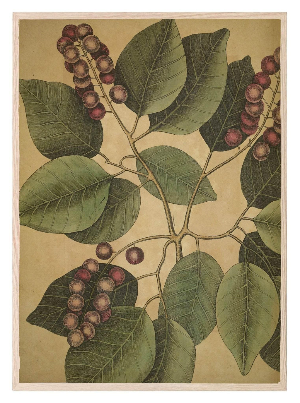 Red berries & Leaf Print | Botanical Nature Wall Art - Larosier Prints