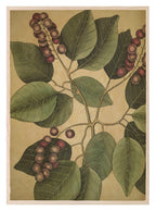 Red berries & Leaf Print | Botanical Nature Wall Art - Larosier Prints