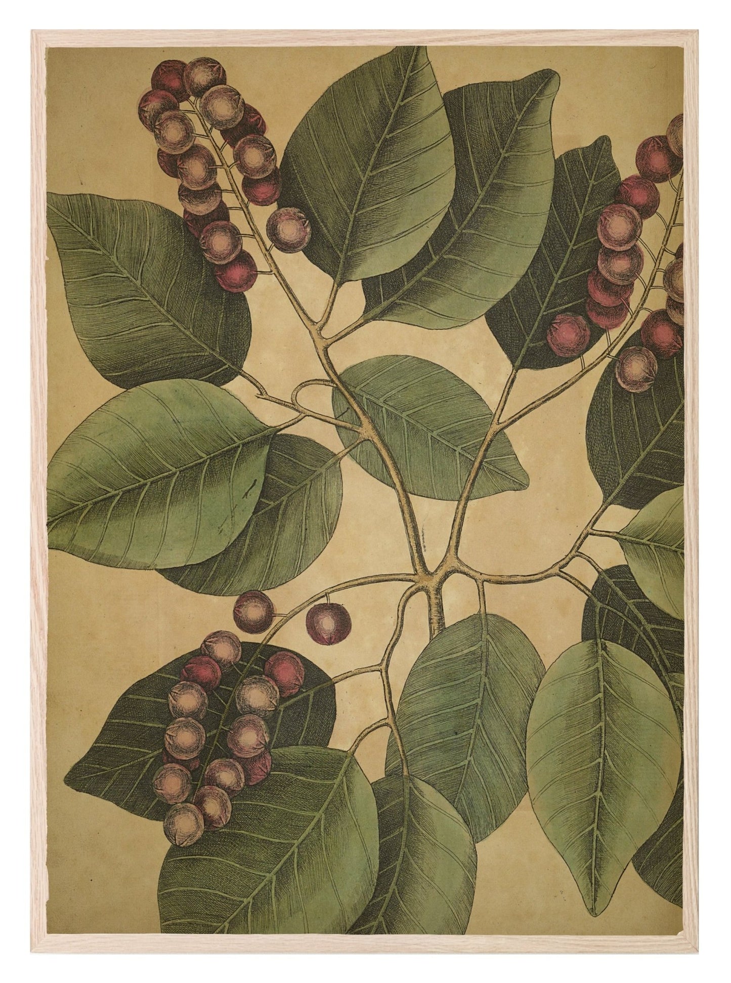 Red berries & Leaf Print | Botanical Nature Wall Art