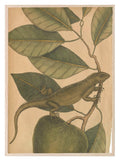 Iguana Leaf Print | Botanicals Animal Wall Art - Larosier Prints