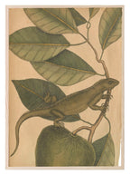 Iguana Leaf Print | Botanicals Animal Wall Art - Larosier Prints