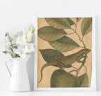 Iguana Leaf Print | Botanicals Animal Wall Art - Larosier Prints