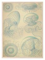 Jelly Fish Print | Under The Sea Ocean Animal Wall Art - Larosier Prints