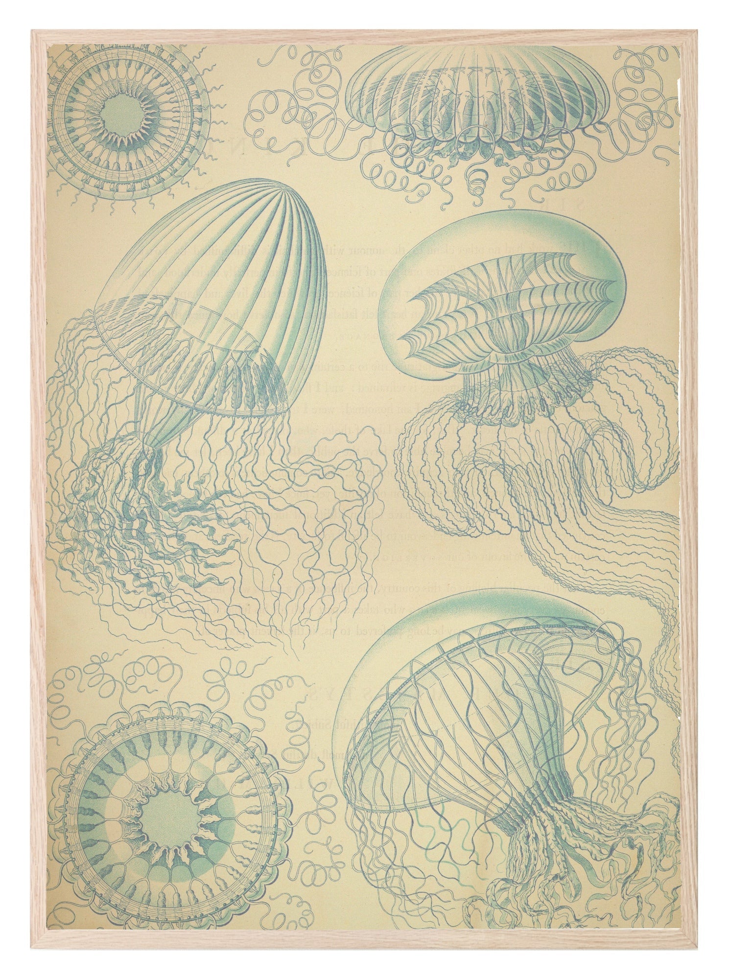 Jelly Fish Print | Under The Sea Ocean Animal Wall Art