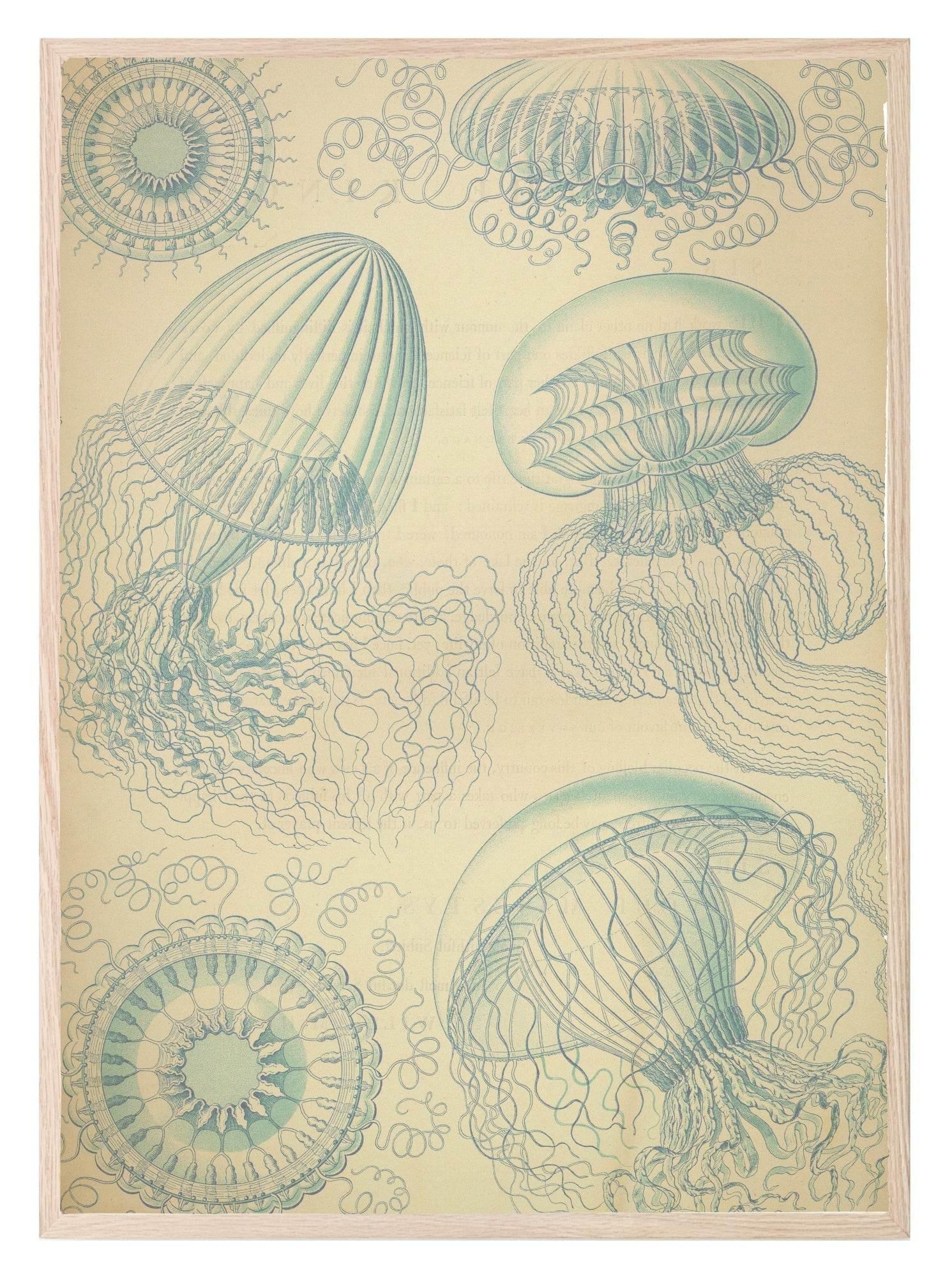 Jelly Fish Print | Under The Sea Ocean Animal Wall Art - Larosier Prints