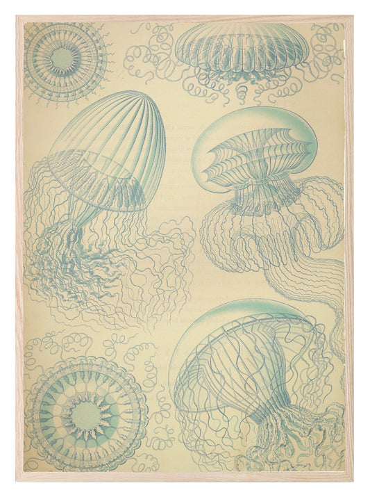 Jelly Fish Print | Under The Sea Ocean Animal Wall Art