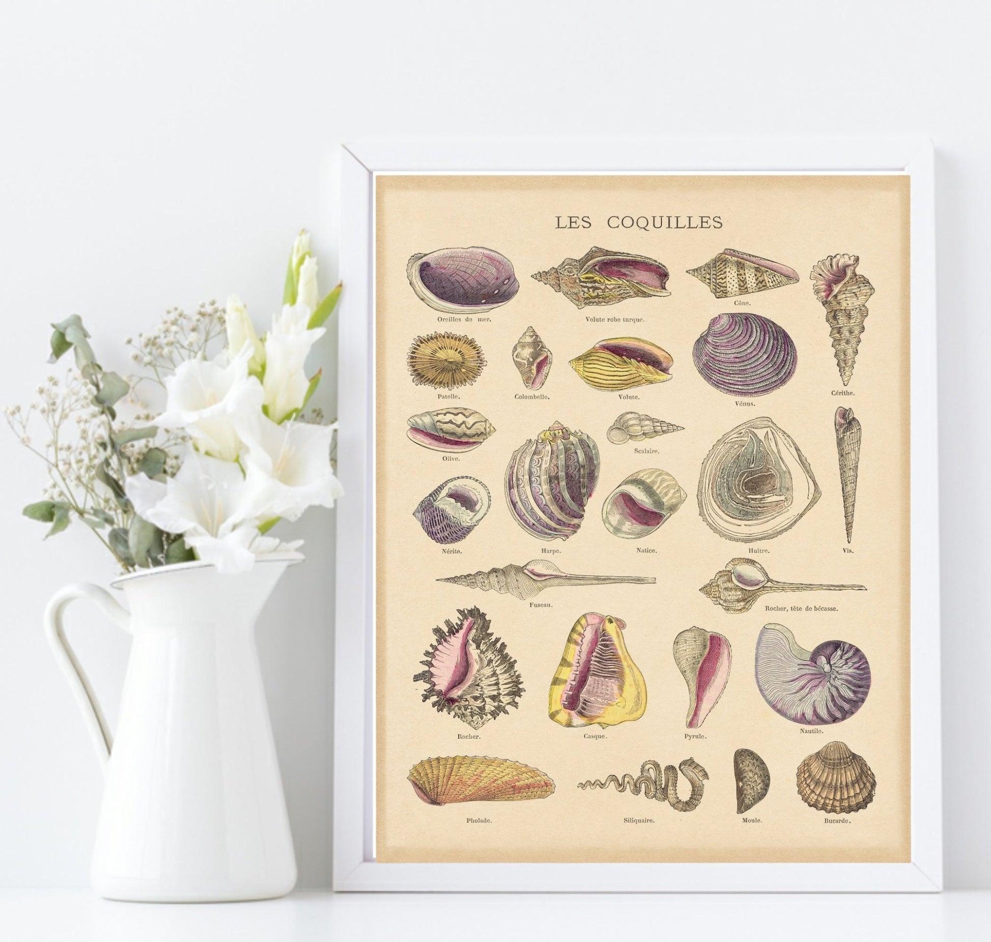 Les Coquilles Print | Shells Ocean Animal Wall Art