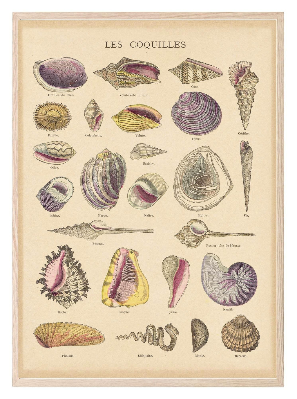 Les Coquilles Print | Shells Ocean Animal Wall Art - Larosier Prints