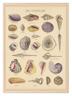 Les Coquilles Print | Shells Ocean Animal Wall Art - Larosier Prints