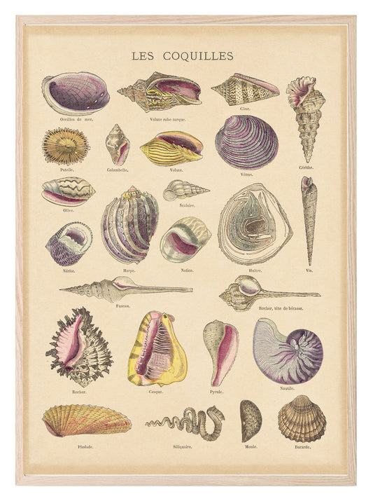 Les Coquilles Print | Shells Ocean Animal Wall Art