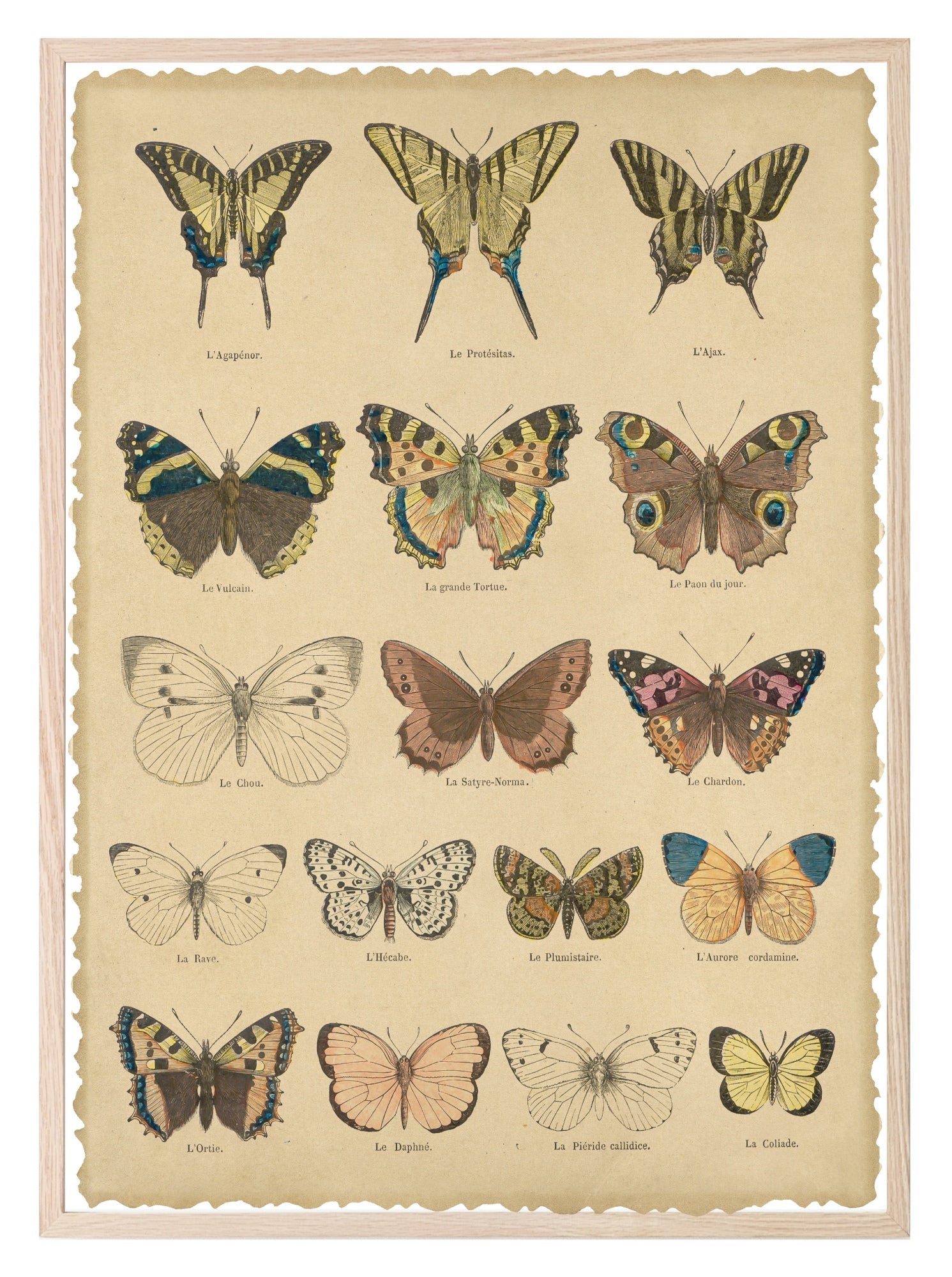 Les Pappilions Print | Butterfly Animal Wall Art